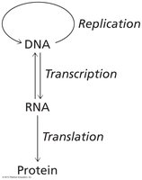 Central Dogma of Molecular Biology