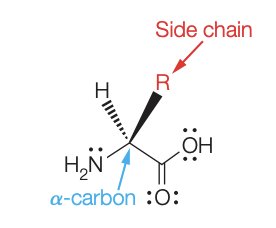 Structure of an α-amino acid