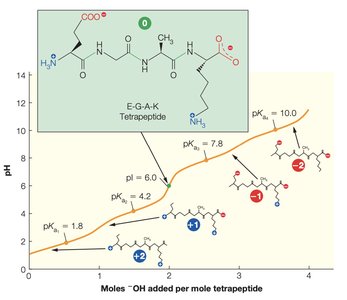 Ionization of amino acid side chains and pH effects