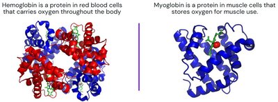 Hemoglobin and myoglobin protein structures