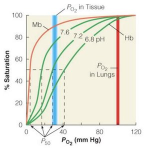Oxygen saturation curves for hemoglobin and myoglobin