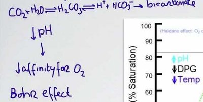 Bohr effect: pH, CO2, and oxygen affinity