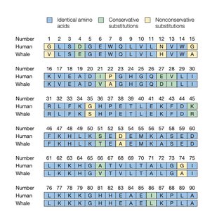 Primary structure of proteins