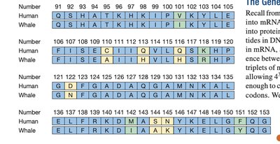 Primary structure of proteins