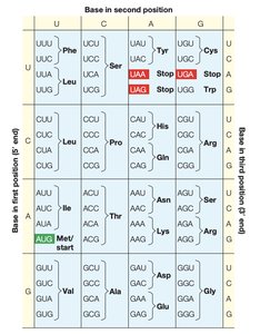 Sequence comparison: human and whale