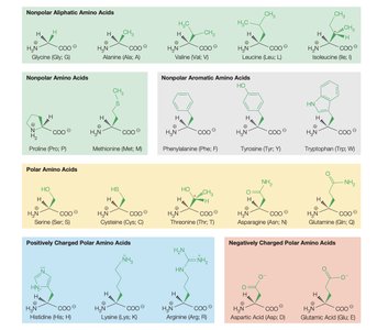 Classification of amino acids by side chain properties