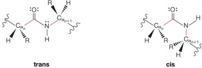 Trans and cis configurations of peptide bonds