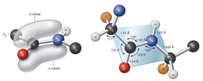 Planar geometry and bond angles in peptide bonds