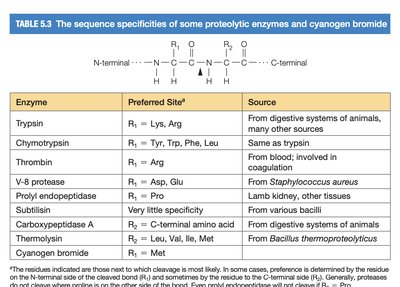 Table of proteolytic enzyme specificities