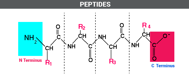 Peptide structure with N- and C-termini