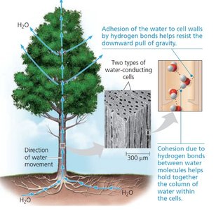 Cohesion and adhesion in plant water transport