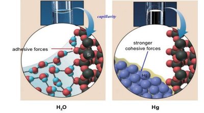 Adhesion and meniscus formation