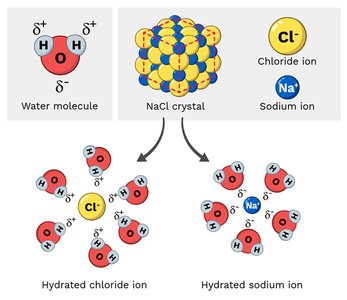 Dissolution of NaCl in water