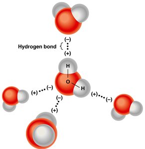 Hydrogen bonding between water molecules