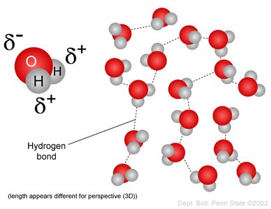 Hydrogen bonds and polarity in water