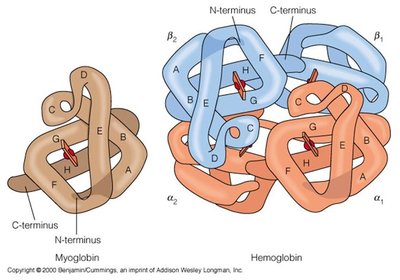 Structural comparison of myoglobin and hemoglobin
