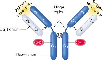 Schematic diagram of antibody structure