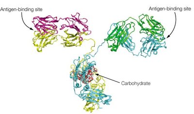 Immunoglobulin domain structure