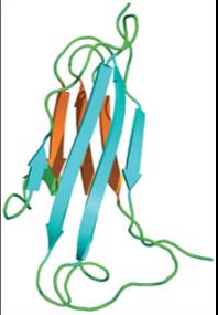 Constant and variable regions of antibody