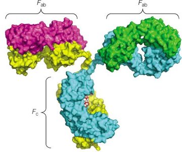 Surface representation of an antibody showing Fab and Fc regions