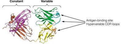 Molecular interactions at the antigen-binding site