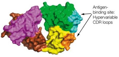 Surface representation of antigen-binding site