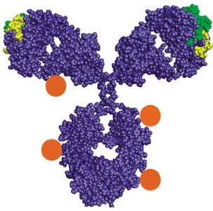 Antibody-drug conjugate schematic