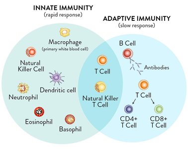 Innate vs. adaptive immunity Venn diagram