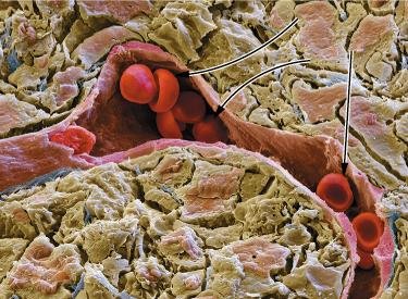 Oxygen transport by hemoglobin and myoglobin