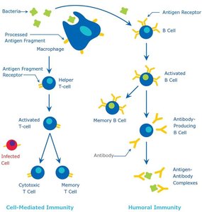 Cell-mediated and humoral immunity pathways