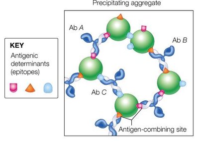 Antigen-antibody precipitating aggregate