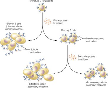 B cell activation and memory formation