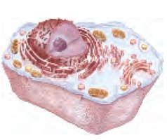 Diagram of an animal cell