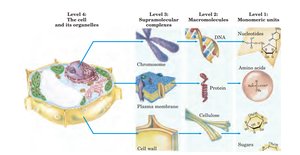 Hierarchy of cell organization from monomers to organelles