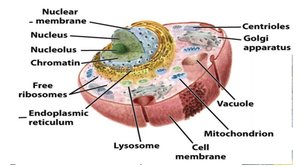 Labeled diagram of animal cell organelles