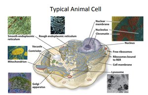 Typical animal cell with organelles and micrographs