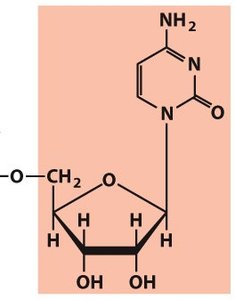 DNA double helix and base pairing