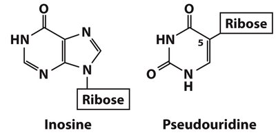 Watson-Crick base pairs: A-T and G-C