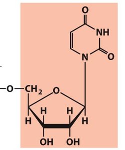 Base pairing in DNA