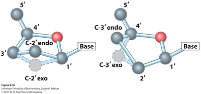 Puckered conformations of ribose