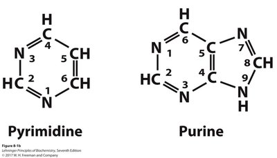 Pyrimidine and purine ring structures