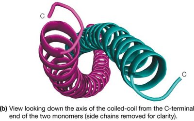 Coiled-coil structure, C- and N-termini