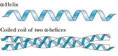 Alpha helix and coiled coil