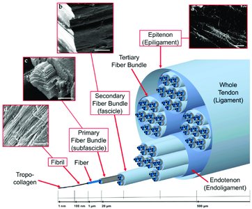 Collagen fiber structure