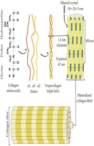 Collagen triple helix and amino acid sequence
