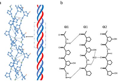 Collagen triple helix hydrogen bonding