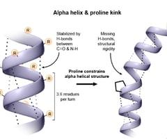 Alpha helix and proline kink