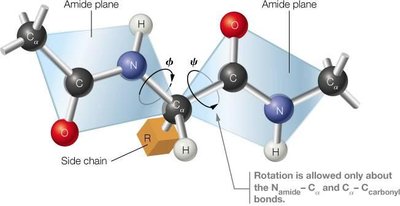 Peptide backbone and amide plane