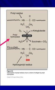 Prolyl hydroxylase reaction and vitamin C