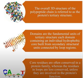 Protein domains and tertiary structure